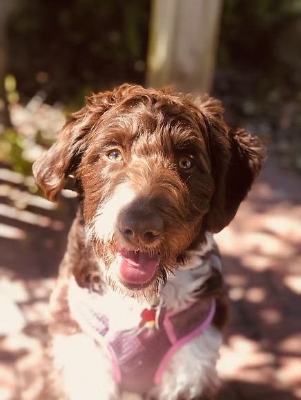Previous puppy
